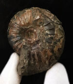 北海道の白亜紀後期の地層から採集された、力強い肋模様を持つ