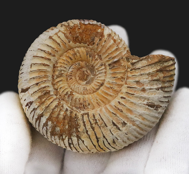 良形！マダガスカル産のジュラ紀のアンモナイト、ペリスフィンクテス