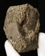 サンゴ、化石の通販・販売｜厳選した本物のサンゴ標本 | 化石セブン