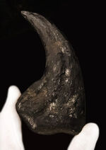 恐竜の爪の化石の販売 ｜ 化石販売の化石セブン