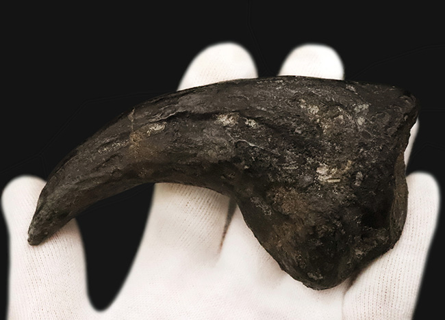 アロサウルス フットクロウ かぎ爪 化石標本 肉食恐竜 獣脚類 1499