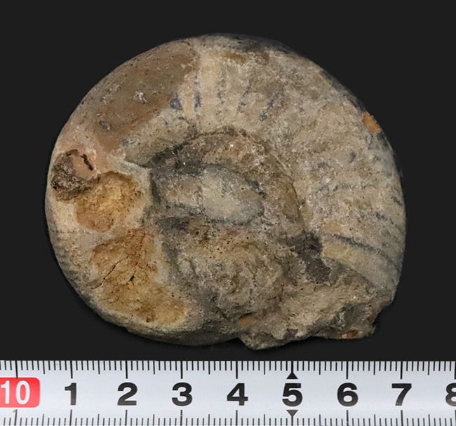 ナチュラル感あふれる、モロッコ産・白亜紀のアンモナイト（Ammonite