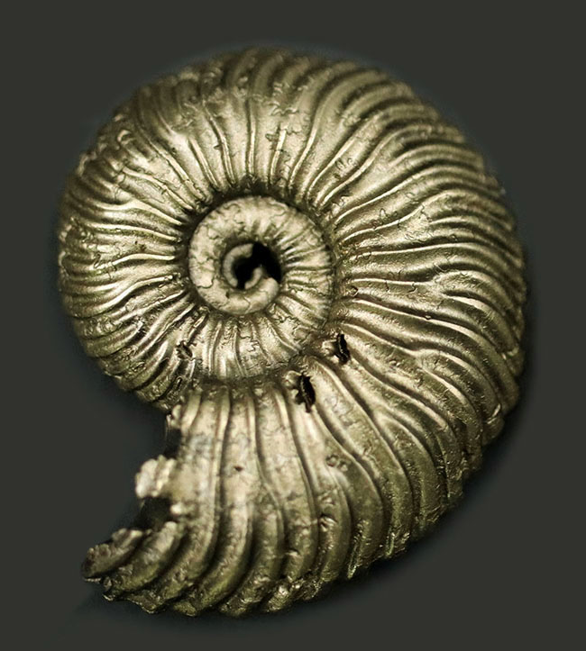 全体が黄鉄鉱によって置換された美しいアンモナイト、クエンステッド