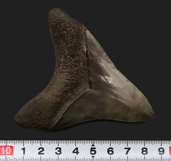 非常に美しいエナメル質を保つ 上質なメガロドン（Otodus megalodon