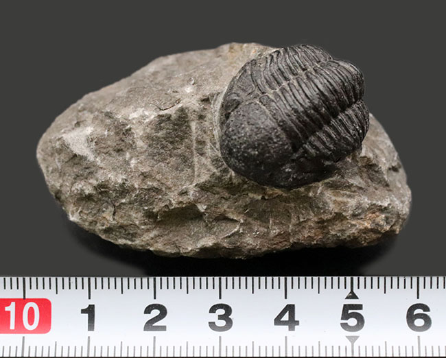 モロッコ産のデボン紀の三葉虫、ゲラストス（Gerastos） 三葉虫 販売