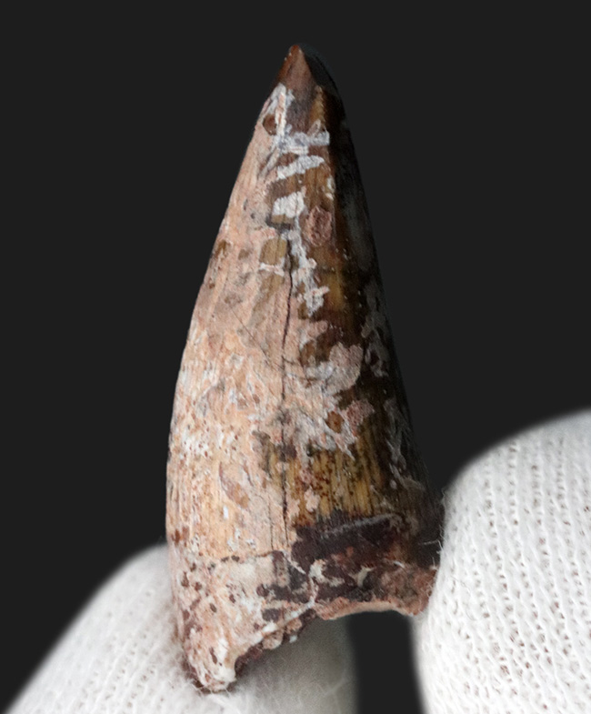 レア！恐竜が誕生する前の王座に君臨していた生物、フィトサウルス類