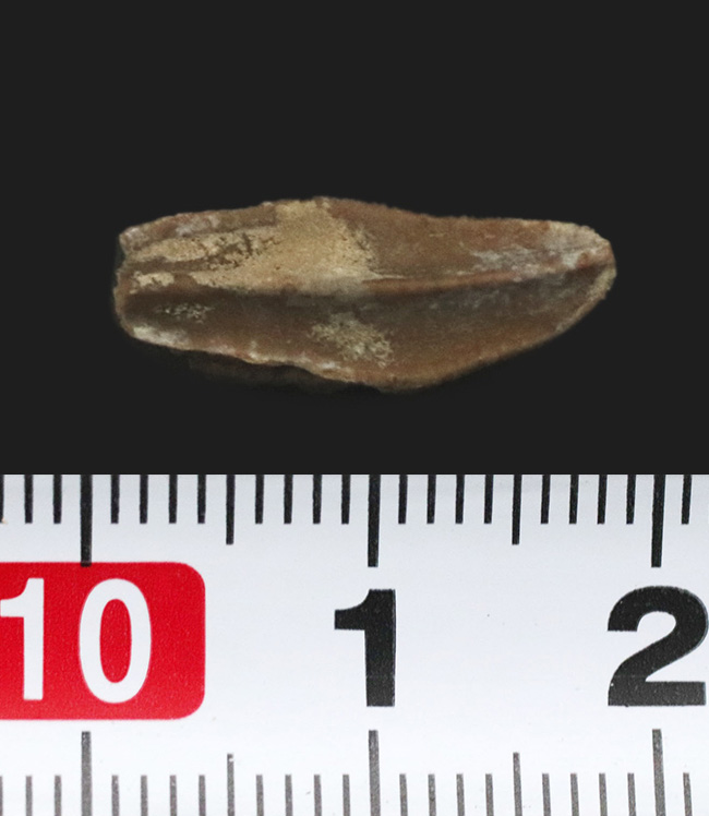 白亜紀末期の草食恐竜、エドモントサウルス（Edmontosaurus）の