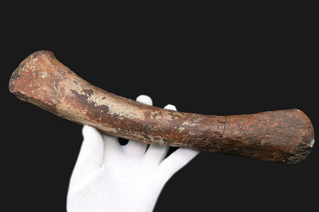 ベリーレア！鳥脚類恐竜、ランベオサウルス（Lambeosaurus）の腕の骨