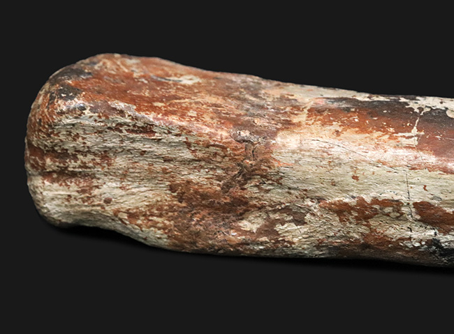 ベリーレア！鳥脚類恐竜、ランベオサウルス（Lambeosaurus）の腕の骨