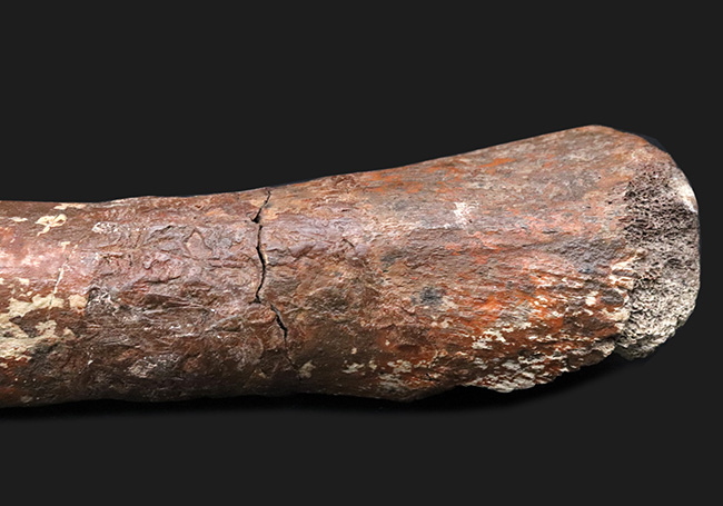 ベリーレア！鳥脚類恐竜、ランベオサウルス（Lambeosaurus）の腕の骨