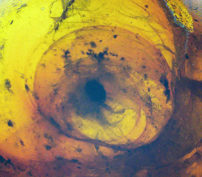 映画『ジュラシック・パーク』で話題になった、ドミニカ産の虫入り琥珀