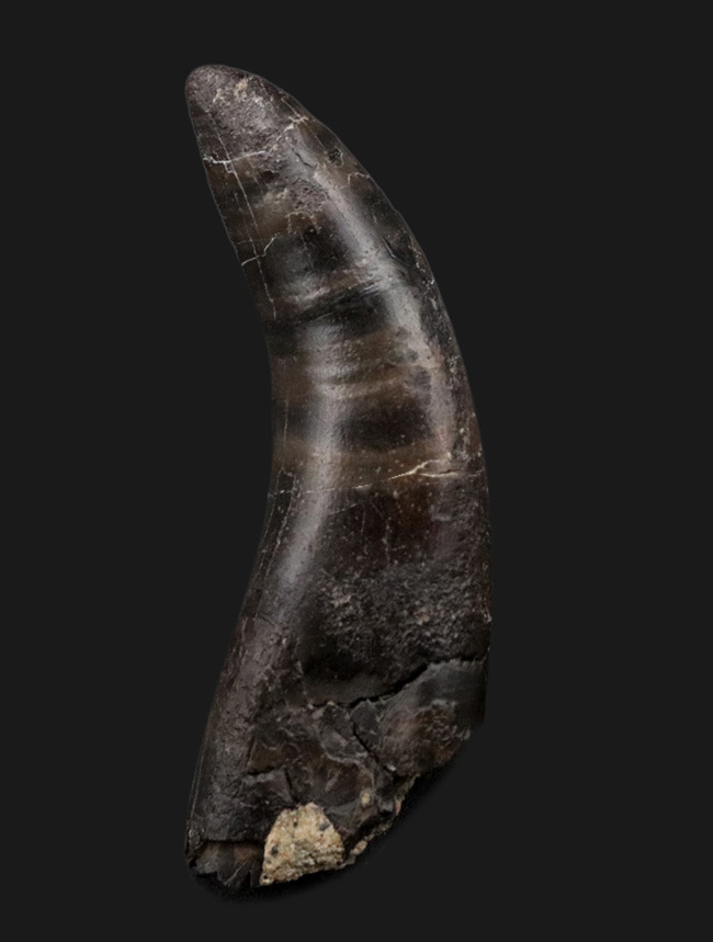 14年の社史で初めてのご紹介、最高の希少性を持つ、ケラトサウルス