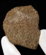 ひときわ大きく厚い殻を備えた、サルタサウルス（Saltasaurus／ティタ