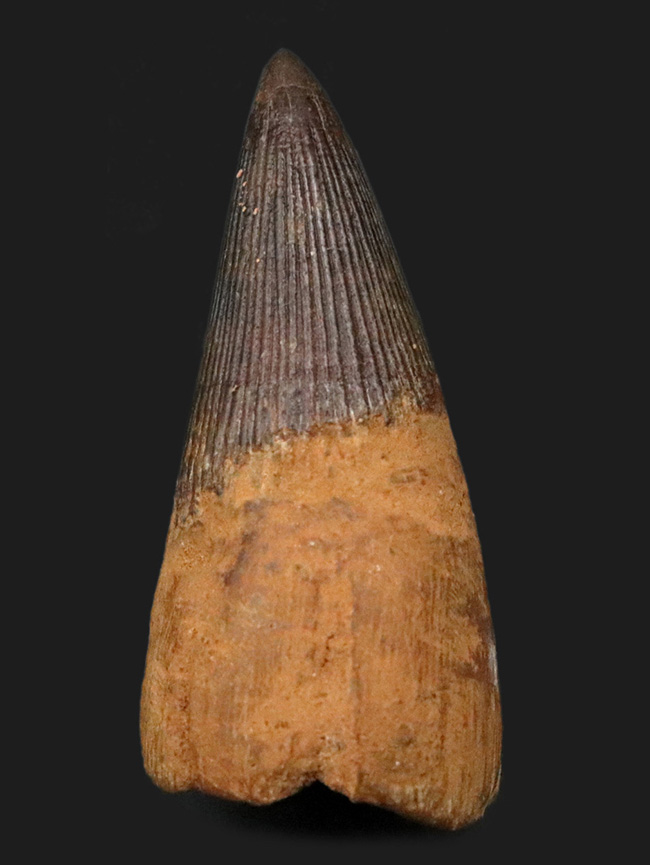 ベリーレア！21年ぶりにお披露目！古代の海の怪物、首の短い首長竜