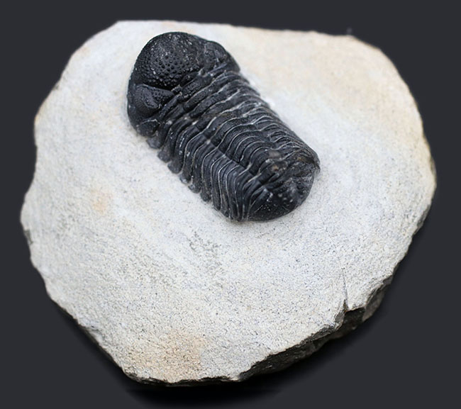 特徴的な複眼の保存状態が大変良好な、モロッコ産の三葉虫、ファコプス