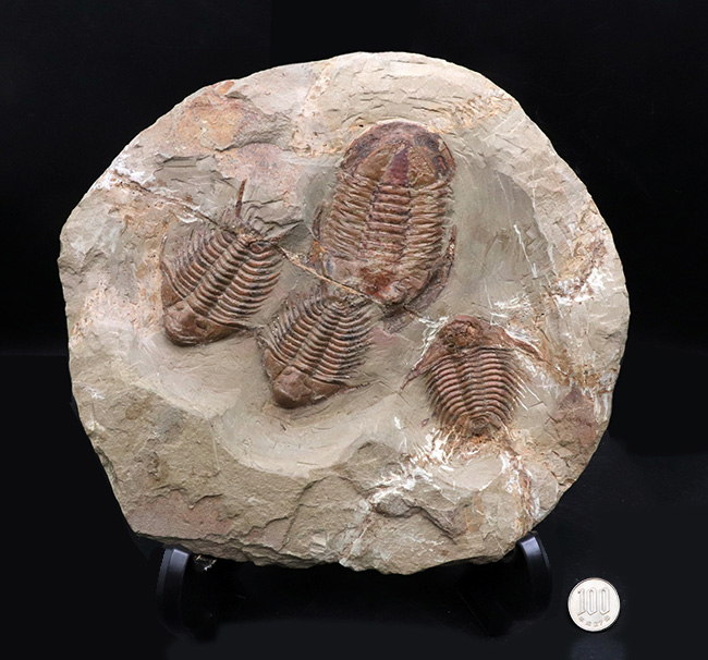 スーパーレア！トップクラスの希少性！モロッコ産三葉虫、フォウロニア