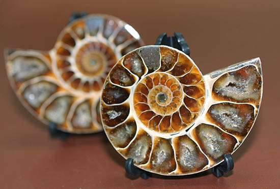アンモナイトのハーフカット標本の面白さ、楽しさが詰まった上質ペア