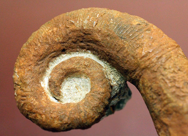 モロッコ産異常巻きアンモナイト、アクリオセラス（Acrioceras sp