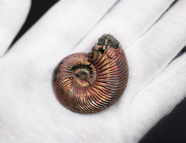 金色の遊色を楽しめる個性的な化石、約1億6000万年前のジュラ紀