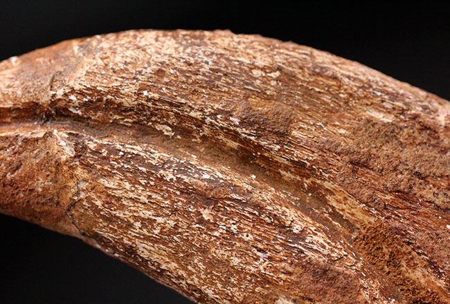 スーパーコレクション！恐竜化石コレクターの憧れ、史上最大級の肉食