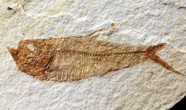 上質！グリーン・リバーフォーメーション産の古代魚ディプロミスタス