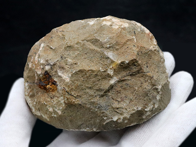 典型的！モロッコ産のデボン紀の三葉虫、メタカンティナ（Metacanthina