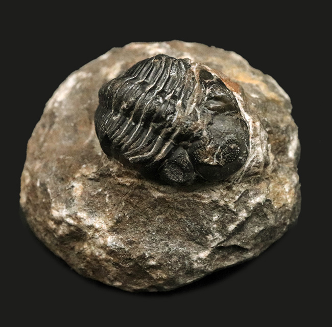 モロッコ・ハイアトラス南東部、アルニフで見つかった三葉虫