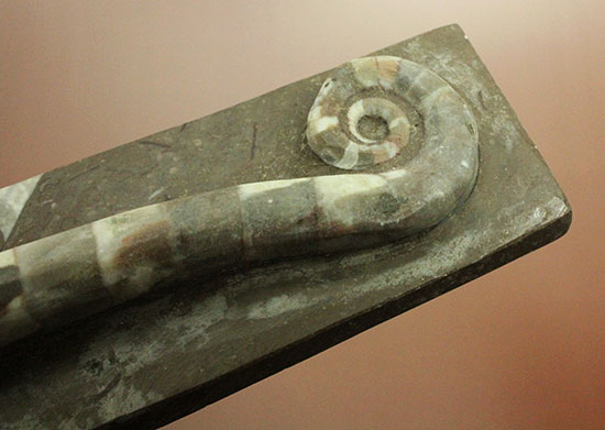 古生代の異常巻きアンモナイト、リツイテス(Lituites) アンモナイト 販売