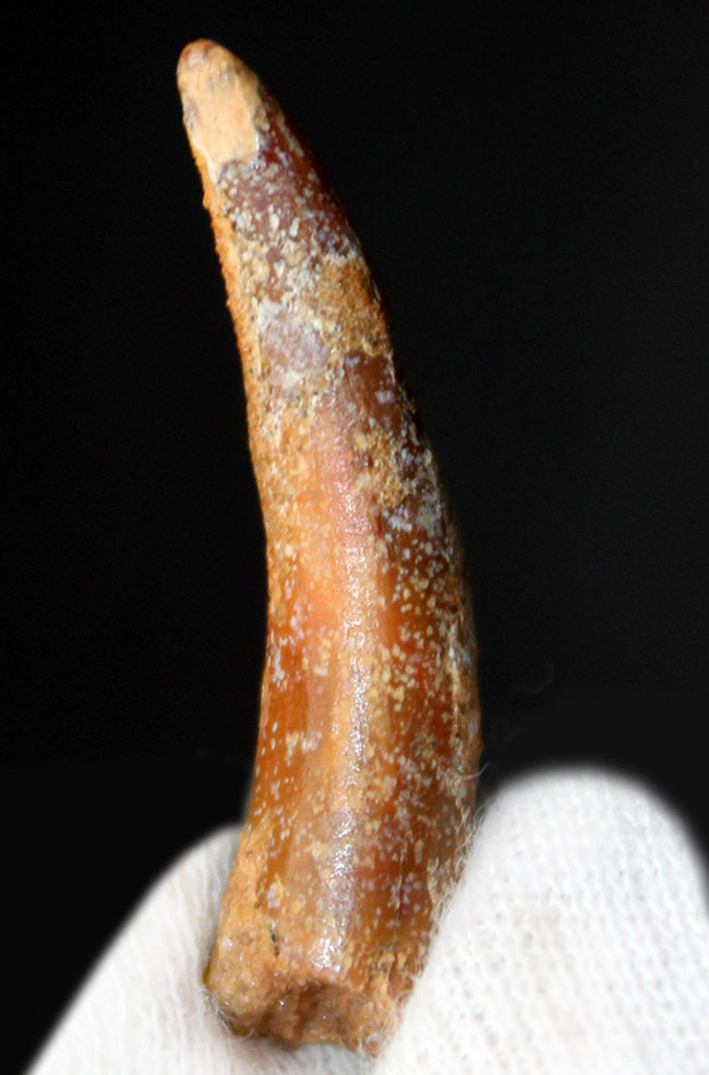 白亜紀前期の翼竜、コロボリンクス（Coloborhynchus moroccensis）の