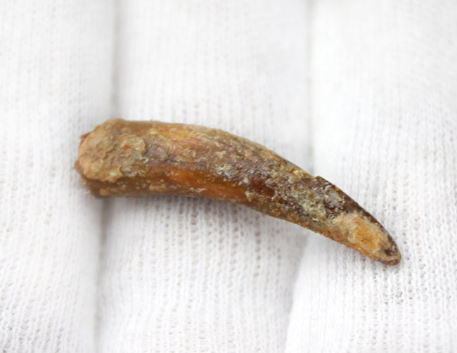 白亜紀前期の翼竜、コロボリンクス（Coloborhynchus moroccensis）の