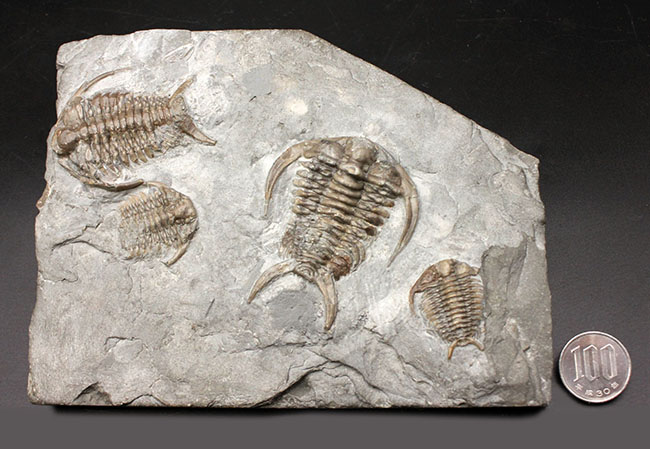 ベリーベリーレア！北米産三葉虫コレクターに朗報！メガサイズ（65