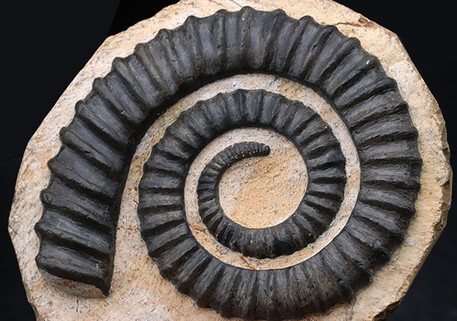 これぞコレクショングレード！ゆる巻きアンモナイトの代表格