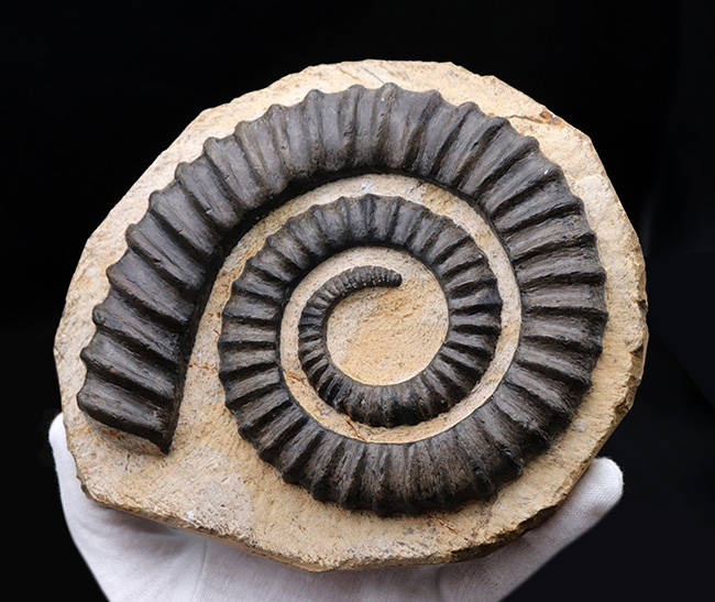 これぞコレクショングレード！ゆる巻きアンモナイトの代表格