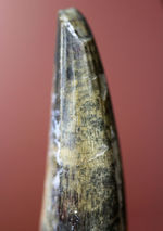 大変勝手ながらビギナーの方はご遠慮ください、恐竜マニア垂涎の品、二