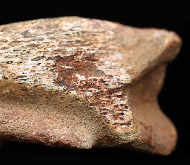 美形！史上最大級の恐竜の一つ、スピノサウルス（Spinosaurus）の