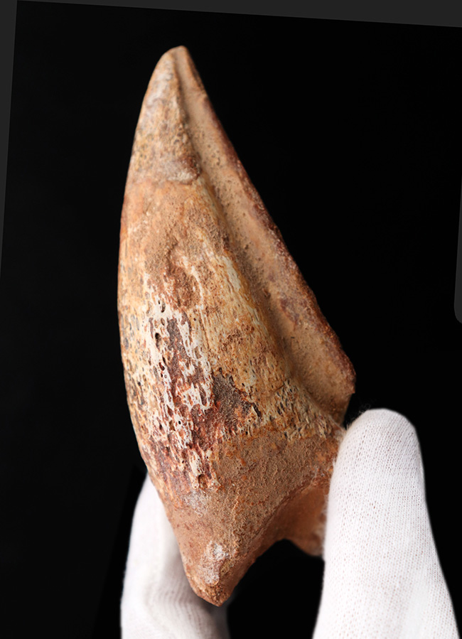 美形！史上最大級の恐竜の一つ、スピノサウルス（Spinosaurus）の