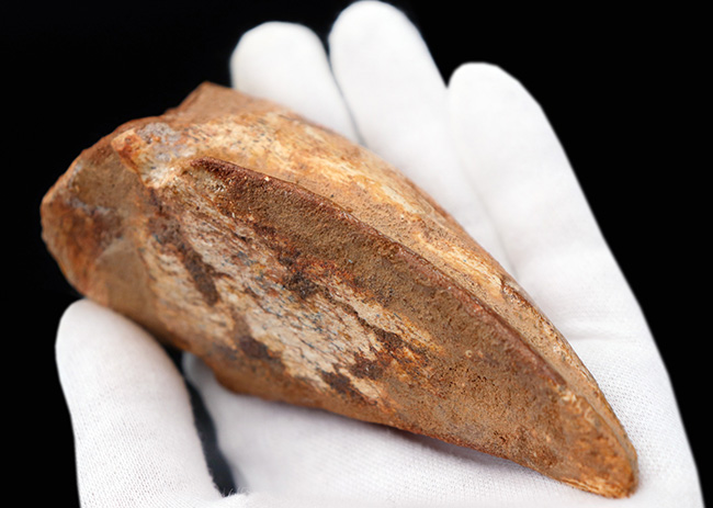 美形！史上最大級の恐竜の一つ、スピノサウルス（Spinosaurus）の