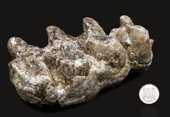 今や入手困難！希少中の希少標本！40年間、国内で大切に保管されてきた