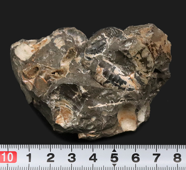 北海道天塩中川産、北海道の異常巻きアンモナイト、ユーボストリコ