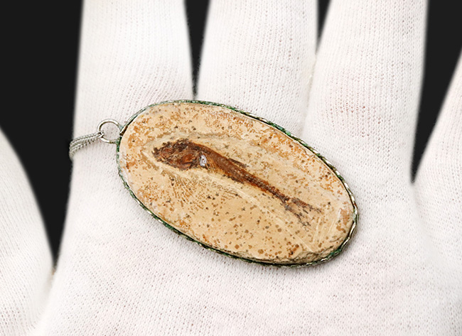 約1億年前の古代魚、ダスティルベ（Dastilbe）のペンダントトップ