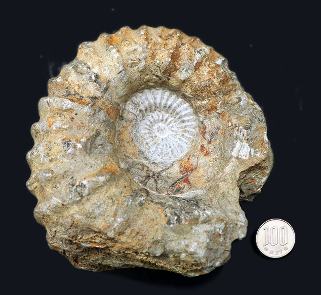 アンモナイト化石 黒色 大きい ネパールムクチナート産出。黒色