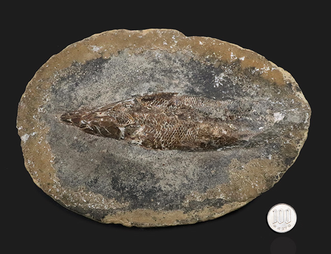 大きい！ラーゲルシュテッテンとして知られるブラジル・サンタナ層から