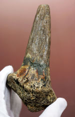 希少性のど真ん中を爆走！10年で1本あるいは2本、スーパーレア