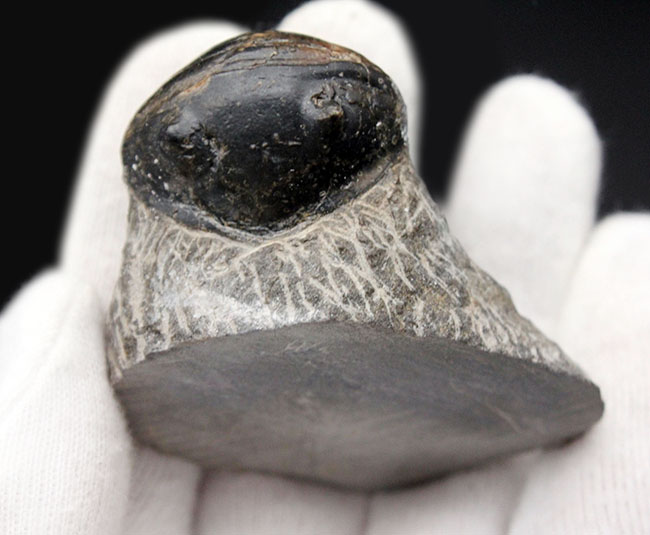 一品限り！極めてレアな三葉虫、パラホマロノトゥス（Parahomalonotus