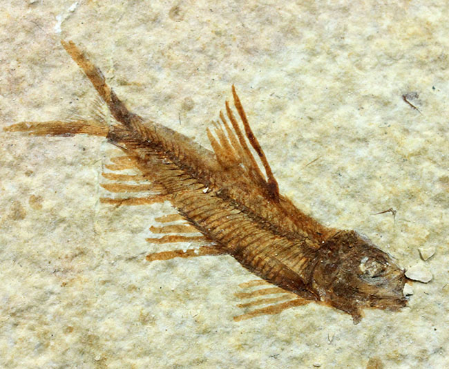 美しい石灰岩の3匹のナイティア（Knightia sp.）がバランスよく浮かん