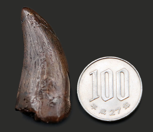 ナイスコンディション！希少性が年々、増している北米の