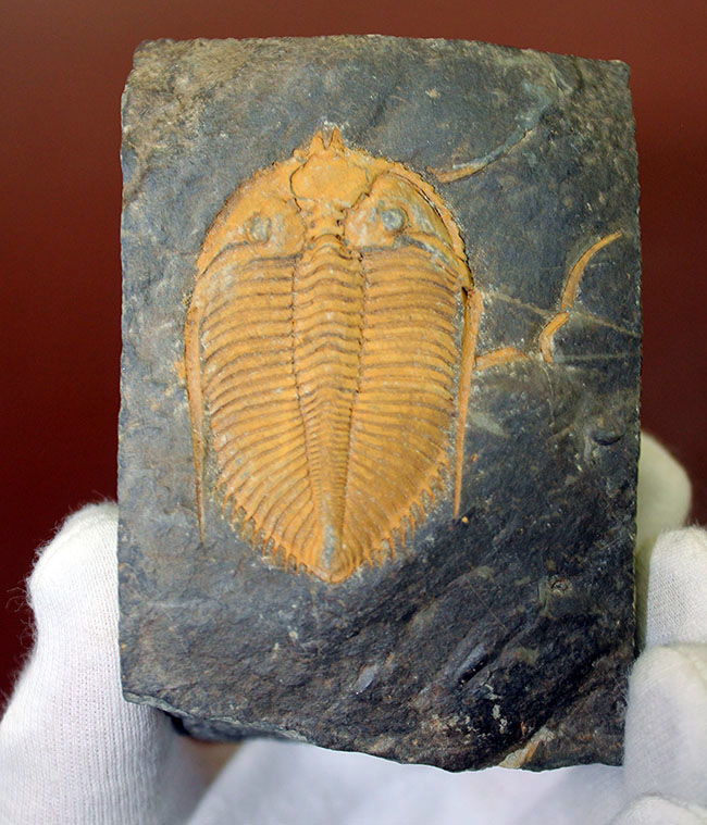 早々出てこないレベルのクオリティ、中国四川省産の三葉虫、シルル紀