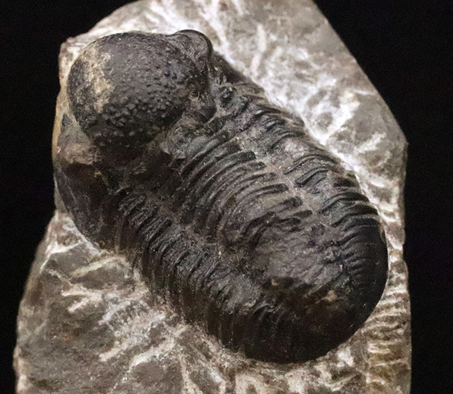 モロッコ・デボン紀の地層から採集された、愛らしい三葉虫、ゲラストス