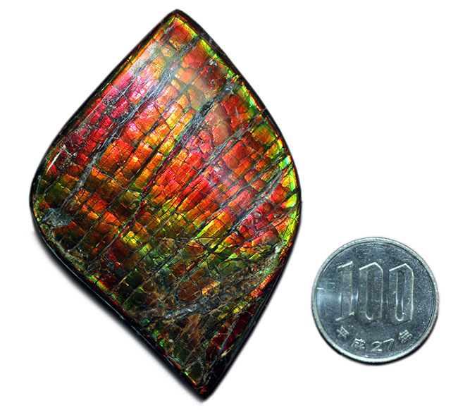 これがドラゴンスキンだ！宝石として認知されているアンモライトの高