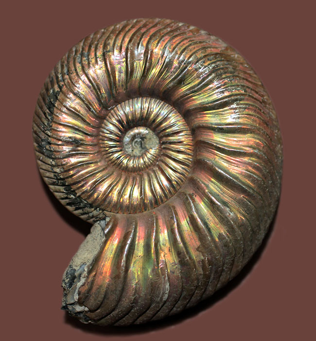 直径48ミリ、大きい！ロシア産遊色アンモナイト、クエンステッドト